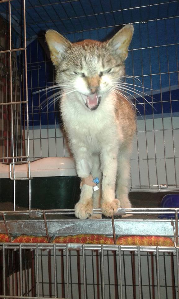 14469697_684525721712034_9082253953210942229_n