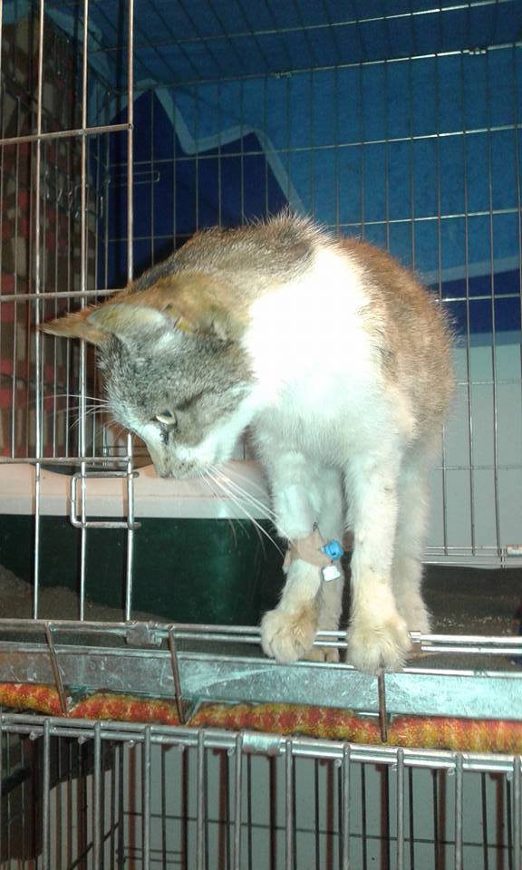 14470474_684525668378706_567204636302887278_n