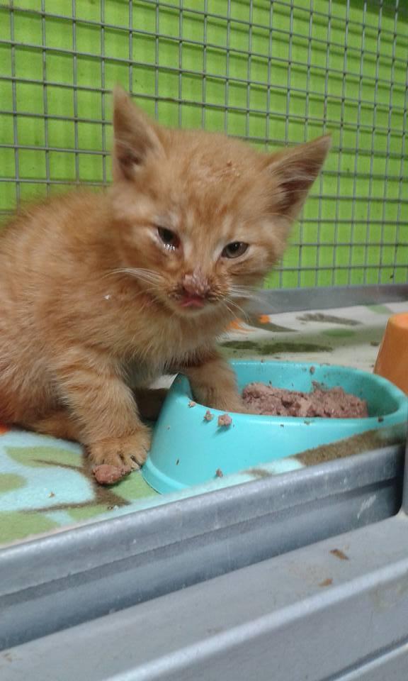 14479570_686548514843088_111271461066889759_n