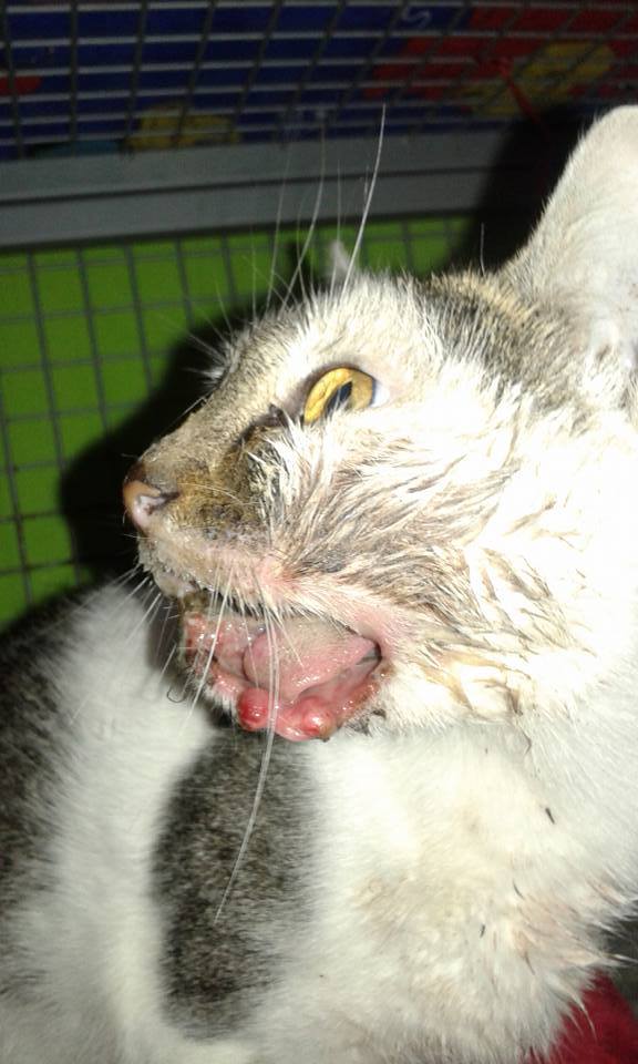 14479809_686768908154382_9182235532432294613_n