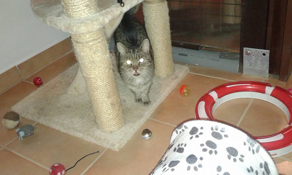 14484942_686557258175547_6635801461098402176_n