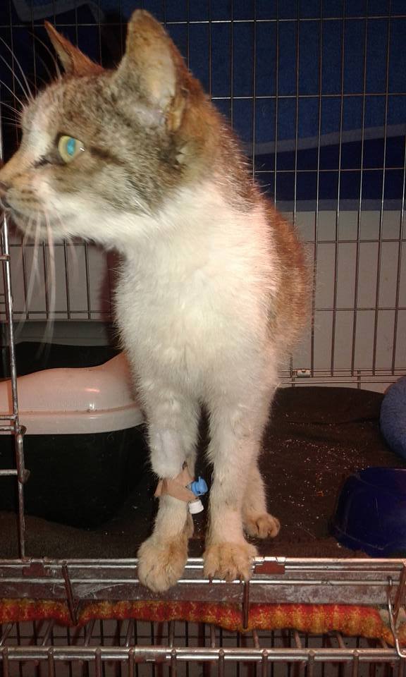 14484980_684525718378701_5957883947057868851_n