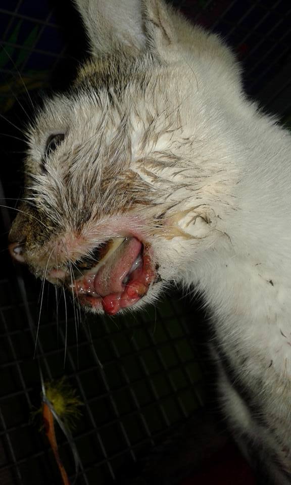 14492508_686768644821075_7776793825258137658_n