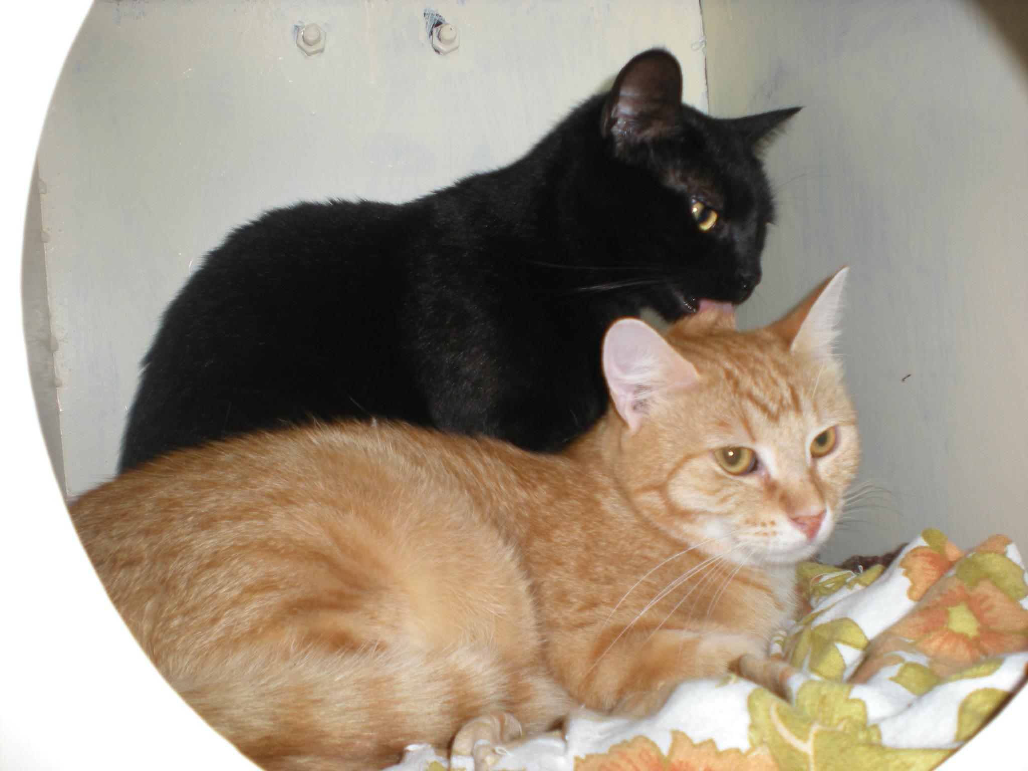 14500589_685440604953879_6188676084303815547_o