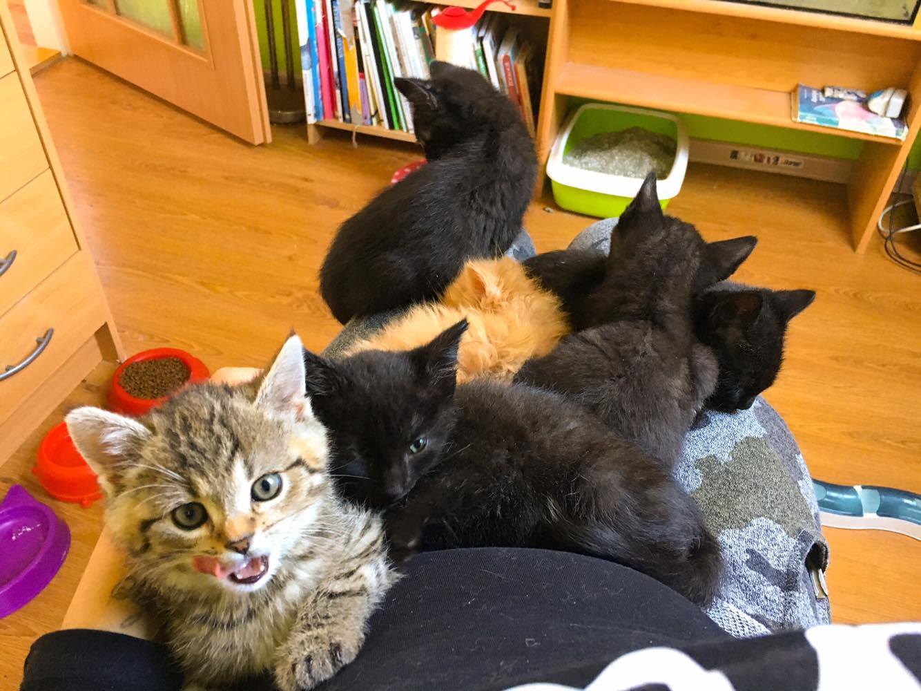 14513674_10205879706432169_1001644618_o