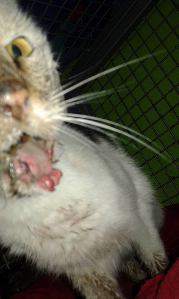 14520418_686768938154379_7899409659652015190_n