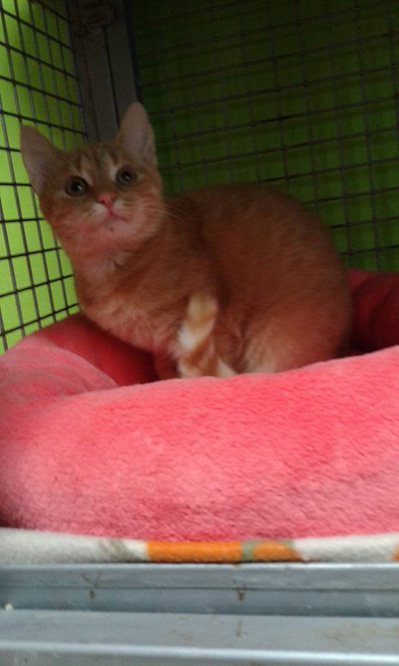 14520590_685599858271287_8298248309882790590_n