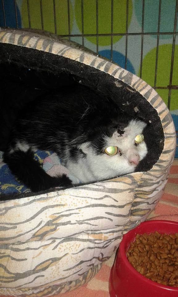 14522989_684727918358481_222613663138513505_n