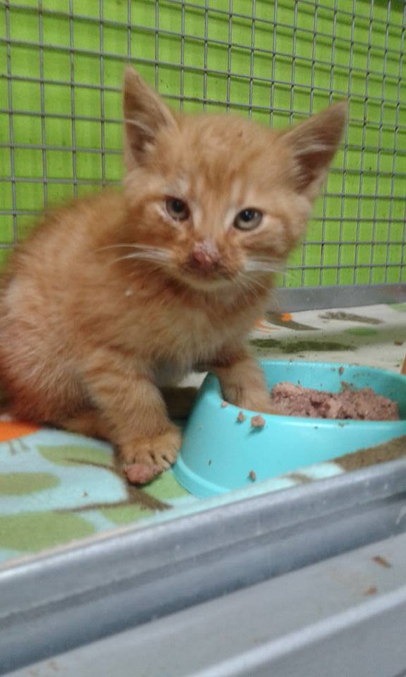 14523068_686548034843136_8398752609308002351_n