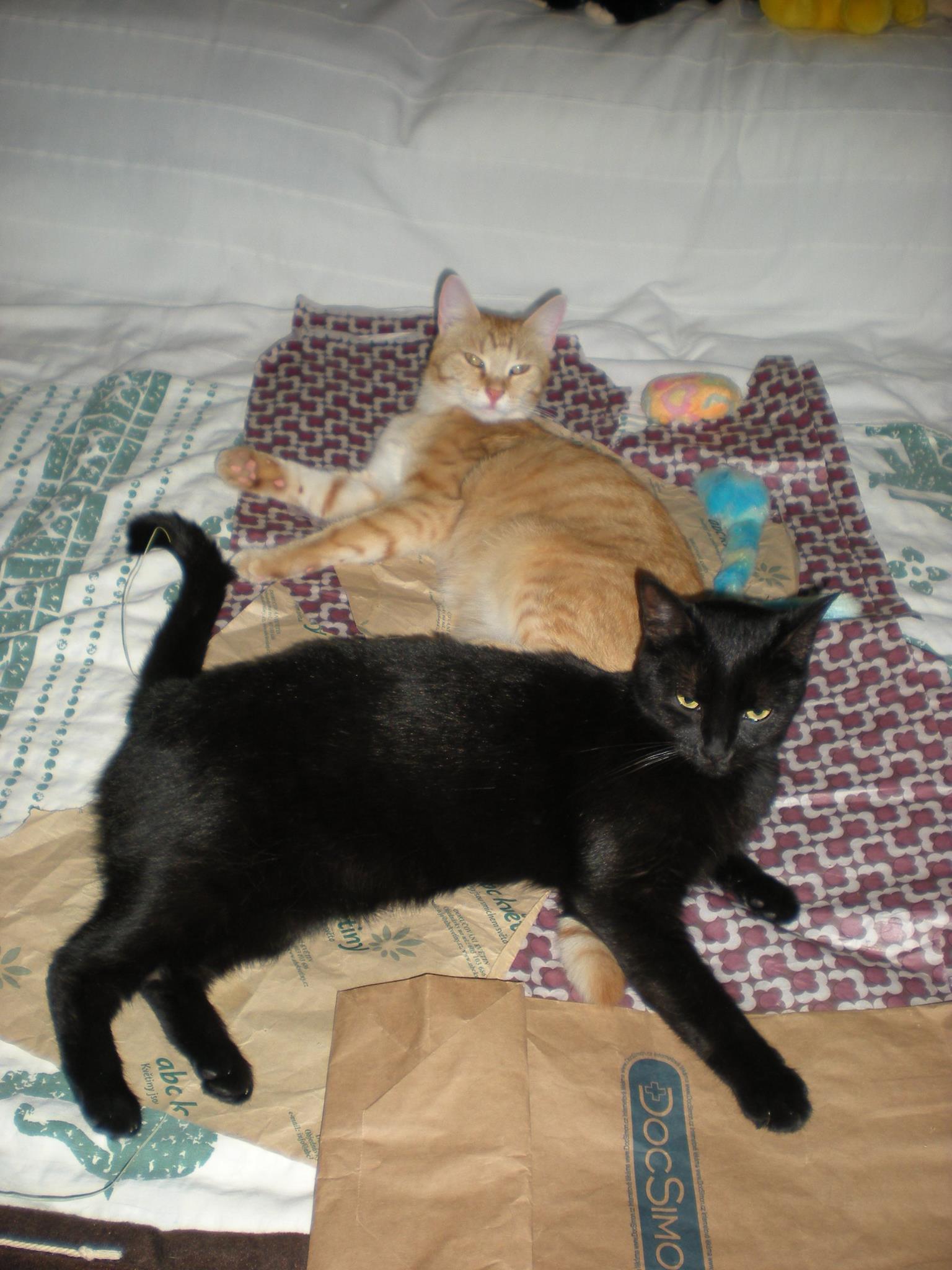 14524473_685440904953849_6972310392907785731_o