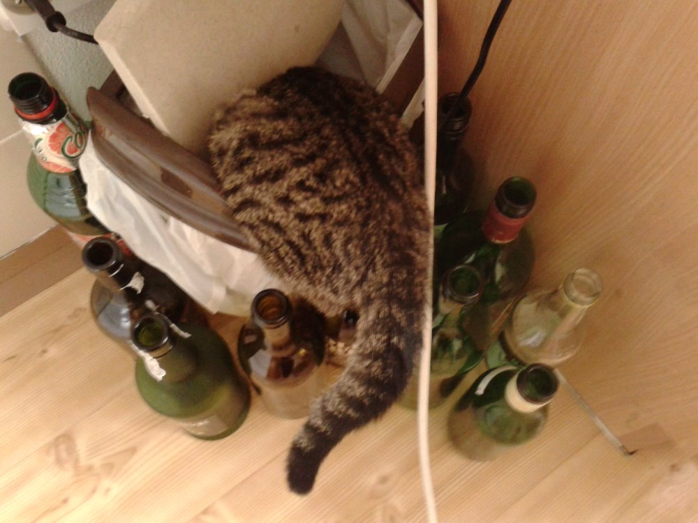 14524551_686040294893910_2631043222299151313_o