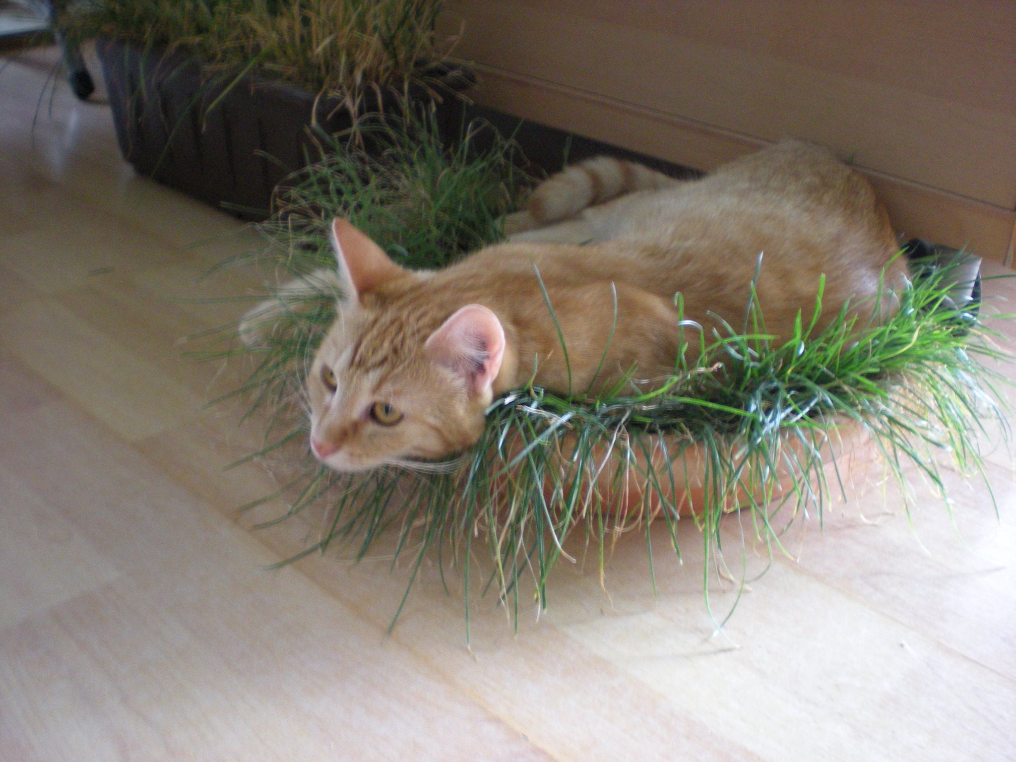 14524951_685441028287170_2607944753964221411_o