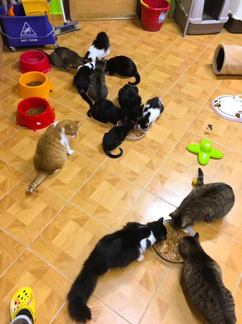 14536683_10205879706552172_1463185074_o