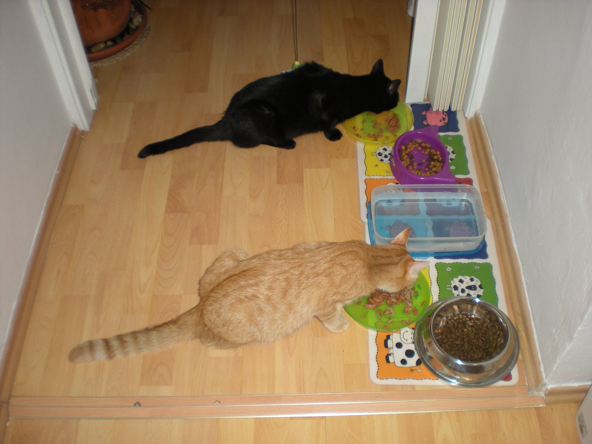 14542427_685440978287175_1678846291462230195_o