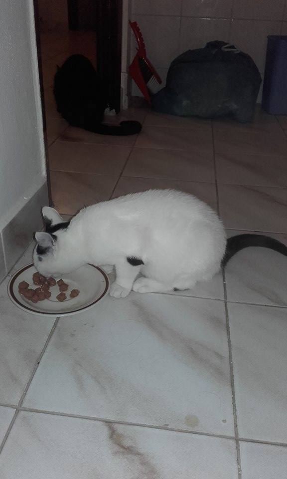 14542770_967392083372836_1916918089_n