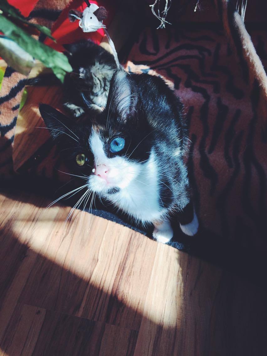 14550850_10202217340551029_1123120888_o