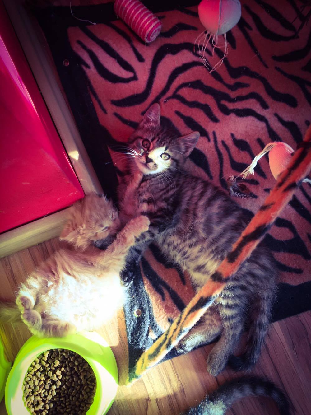 14550995_10205879706472170_187071618_o