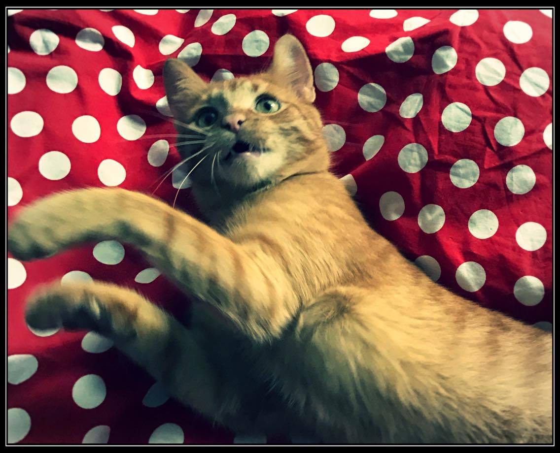 14551049_10211047572769115_2146110047_o