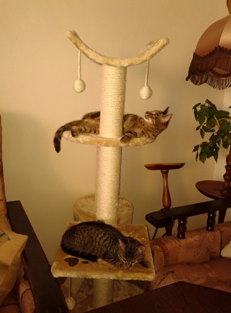 14556640_686040271560579_6565265166462497377_o