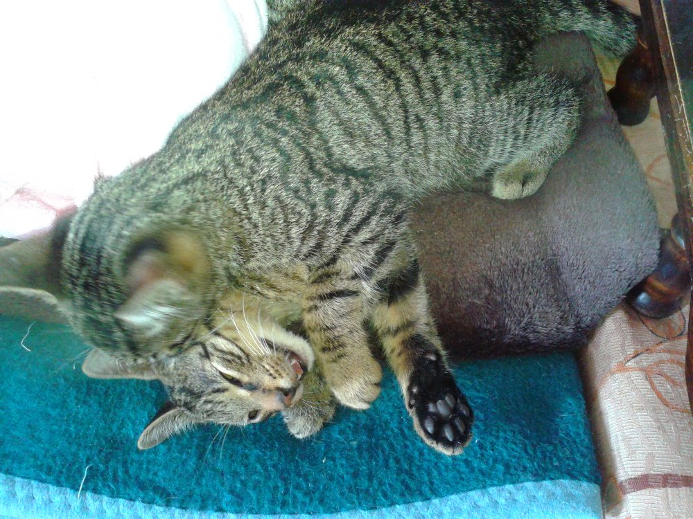 14556649_686040251560581_5609421454110689255_o