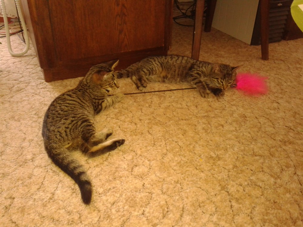 14556696_686040188227254_1666062313800256690_o