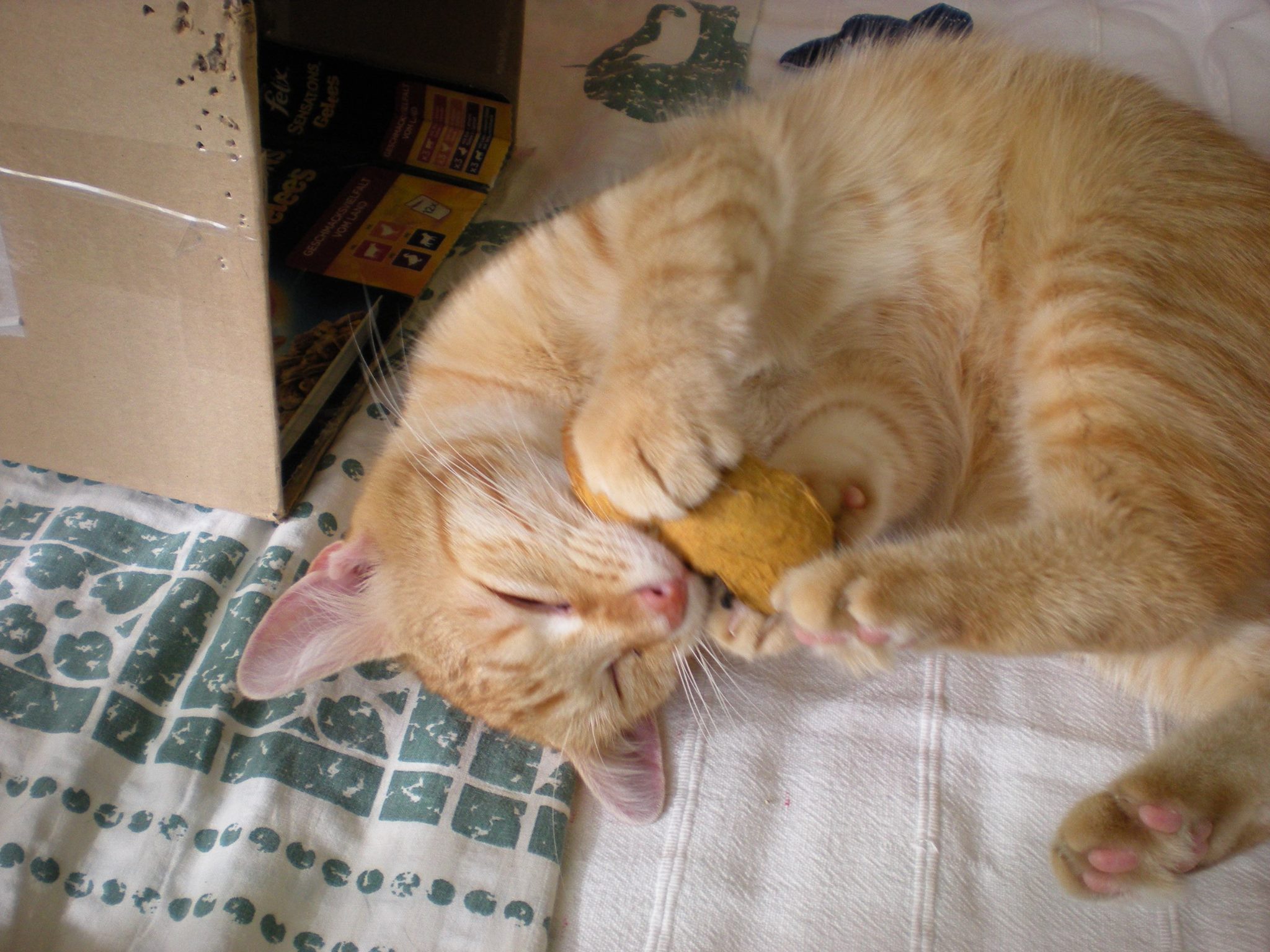 14556744_685441078287165_308147879617479175_o