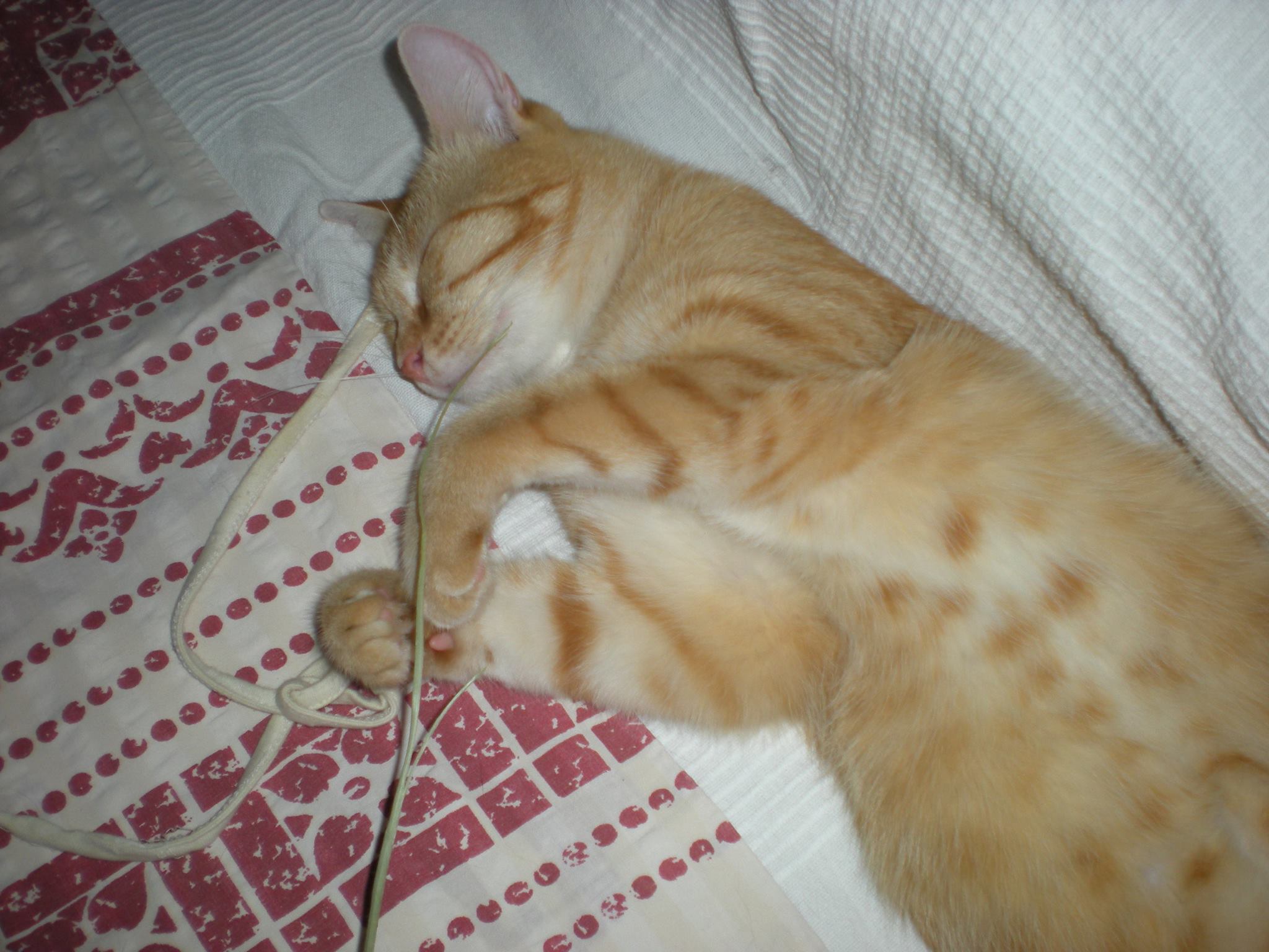 14560019_685440818287191_8971358134783505747_o