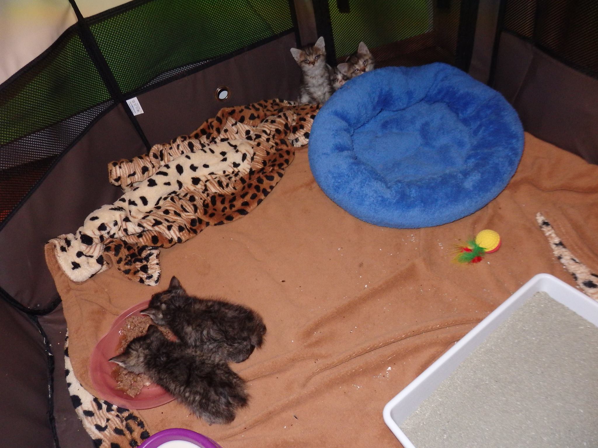 14560037_690818441082762_1050355584069416798_o