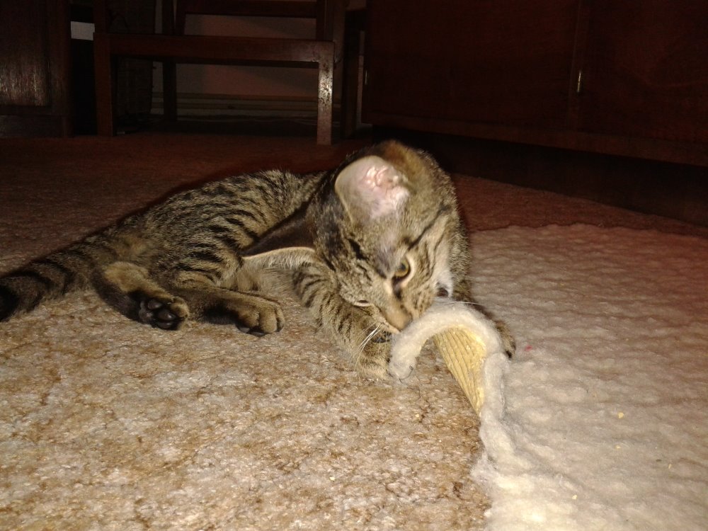 14560202_686040231560583_9063563555016179650_o