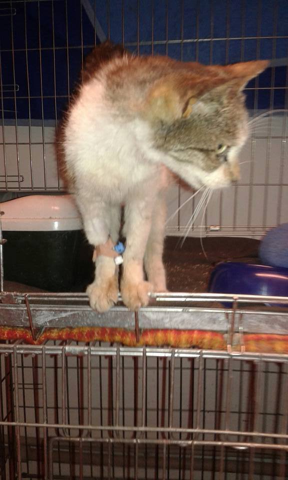 14563563_684525665045373_3518950646222455437_n