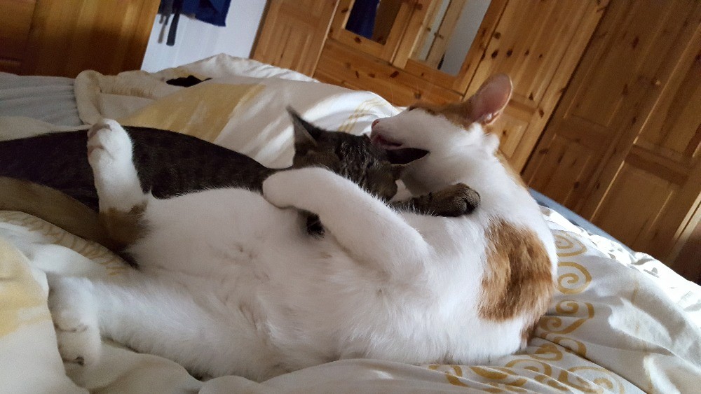 14566243_686688214829118_8933544766099377604_o