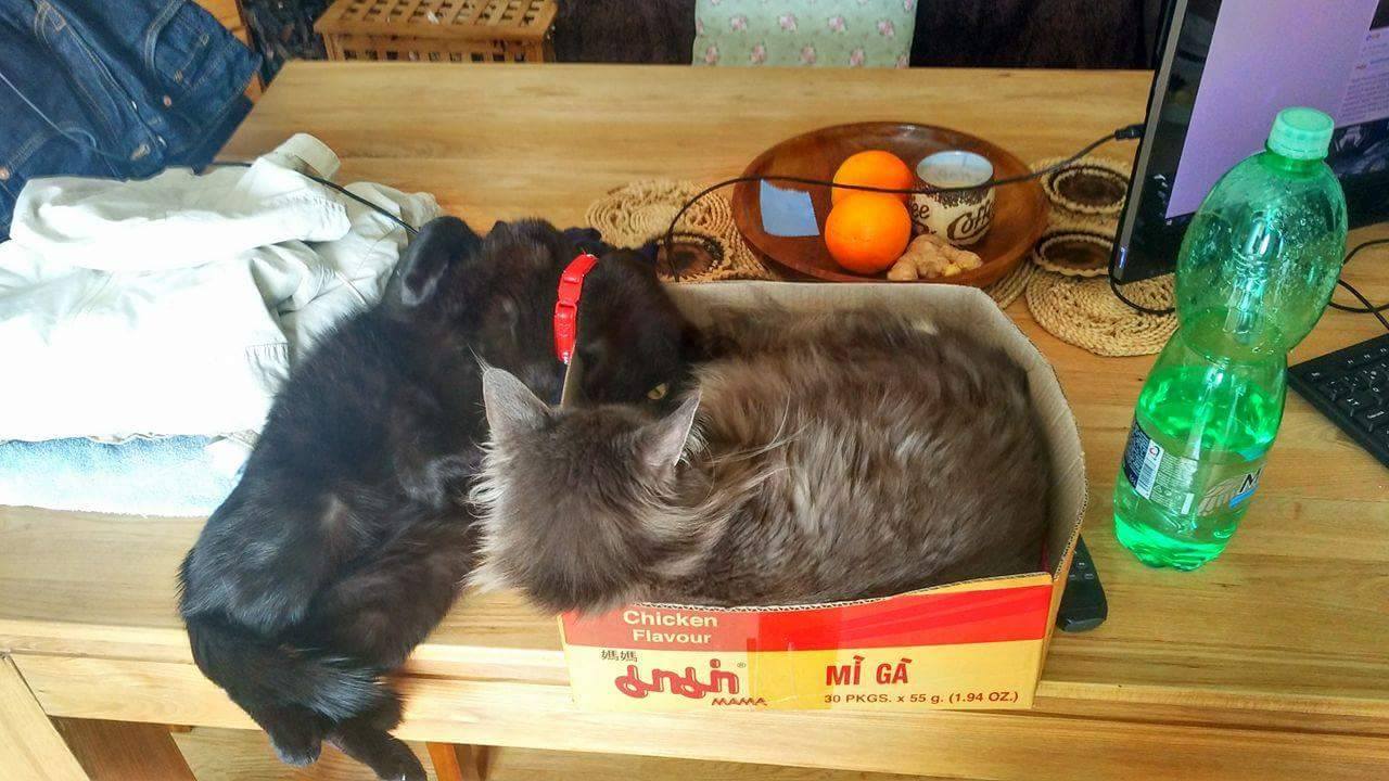 14567341_688084451356161_7634645115459381722_o