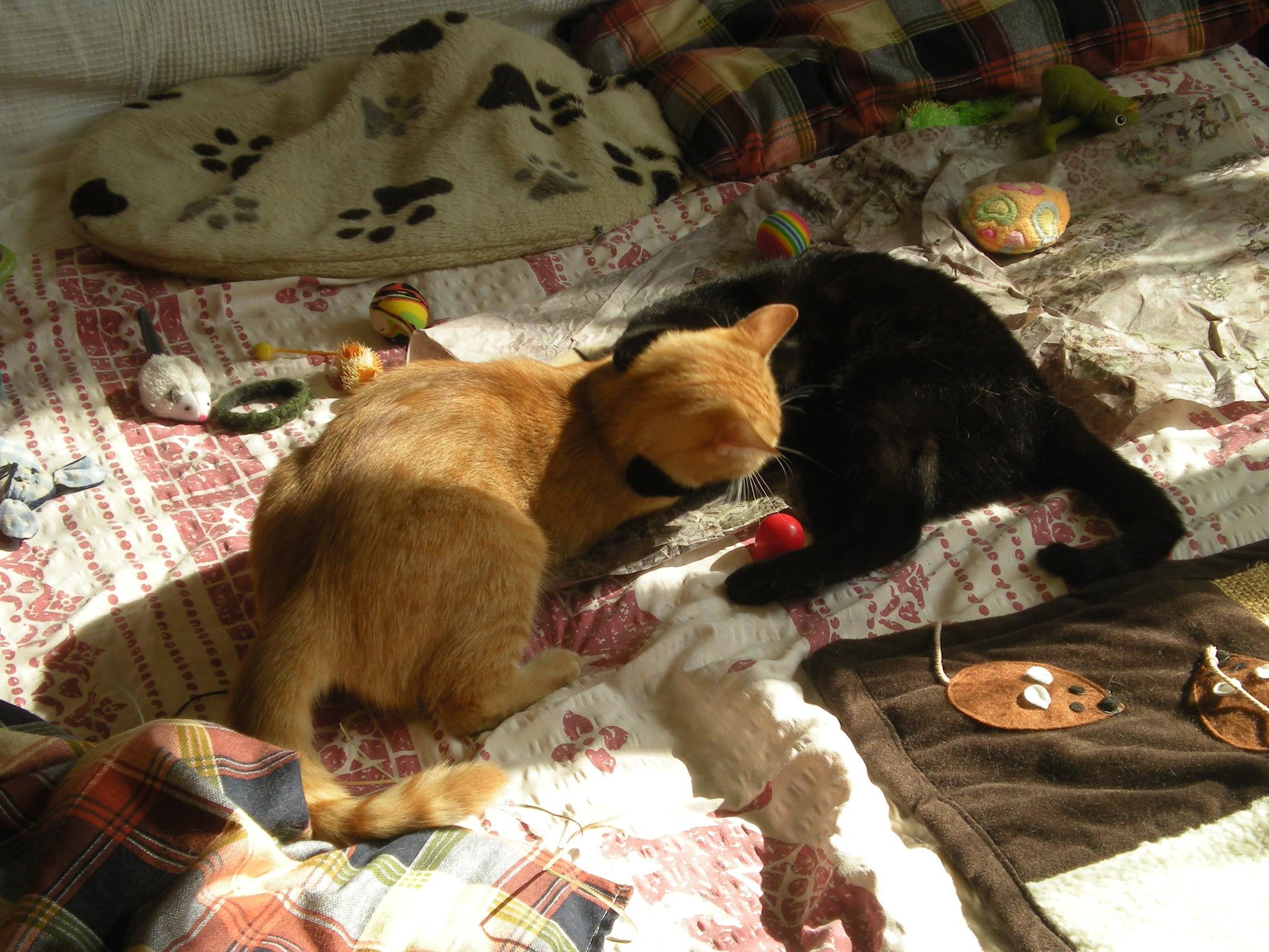 14567372_685440808287192_5298162038334151152_o