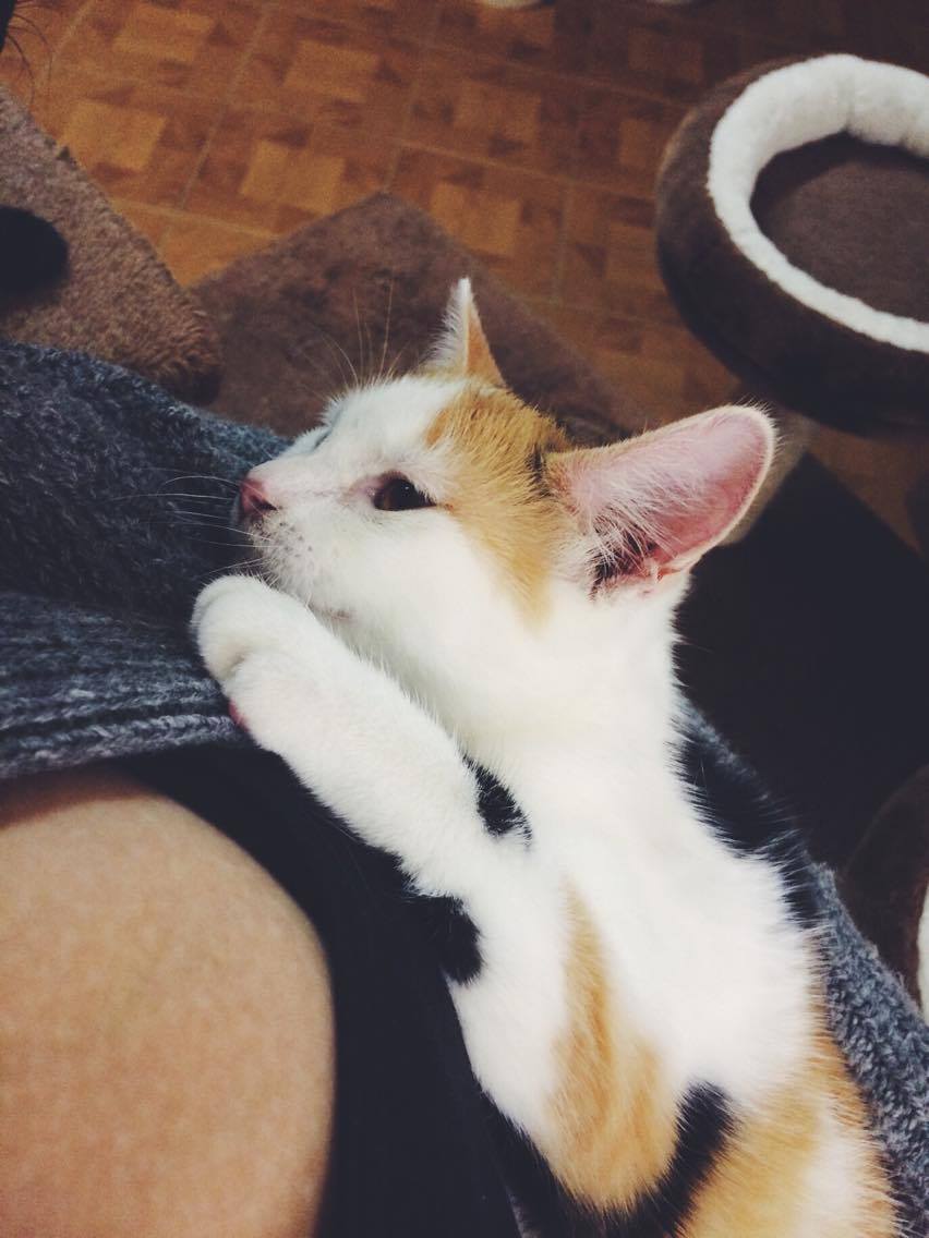 14567494_688092394688700_7515261641728282387_o