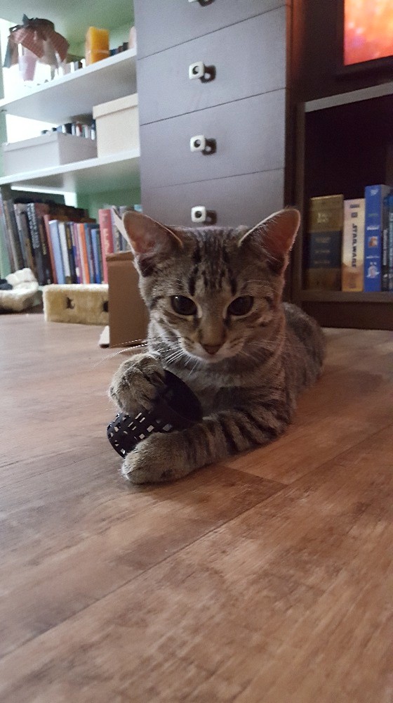 14567601_686688238162449_5937320783124343854_o