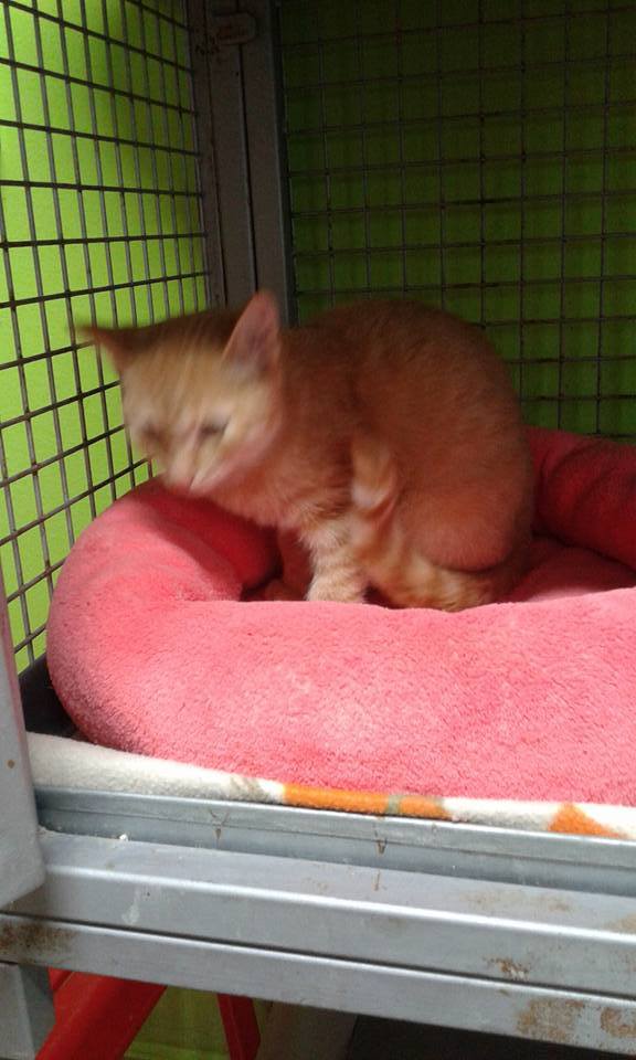 14568098_685599951604611_7642064014758556629_n