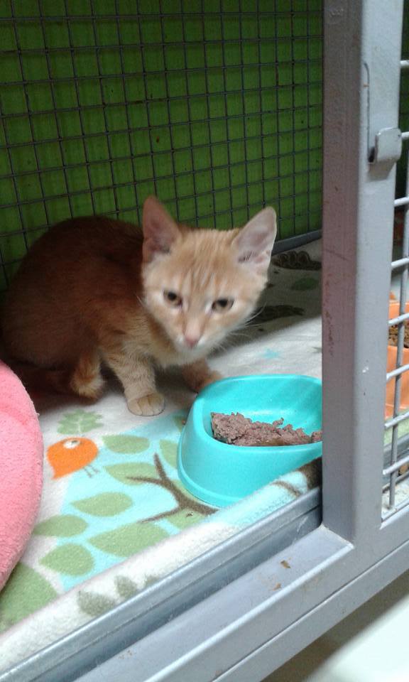 14570247_685600008271272_4762924966148103809_n