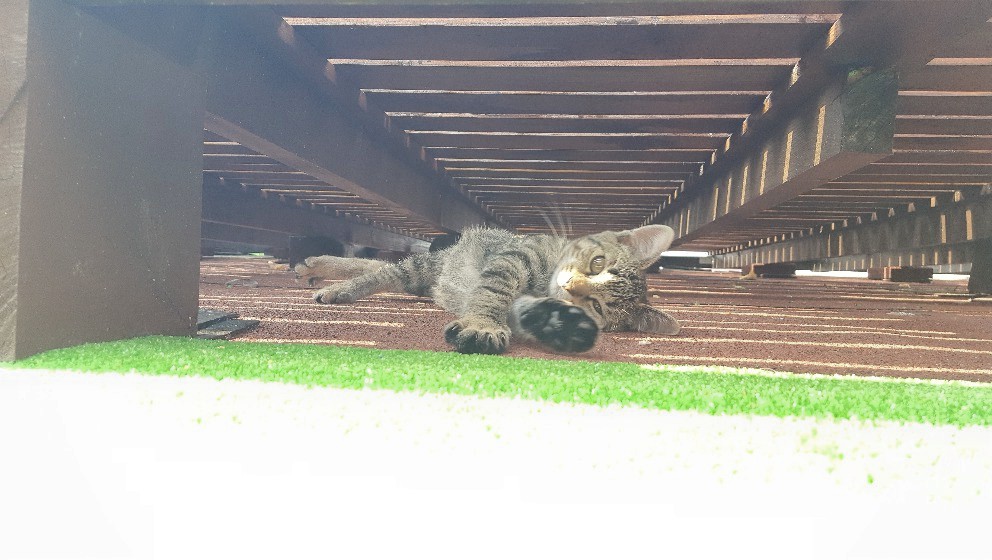 14570532_686688288162444_7414721084843859491_o