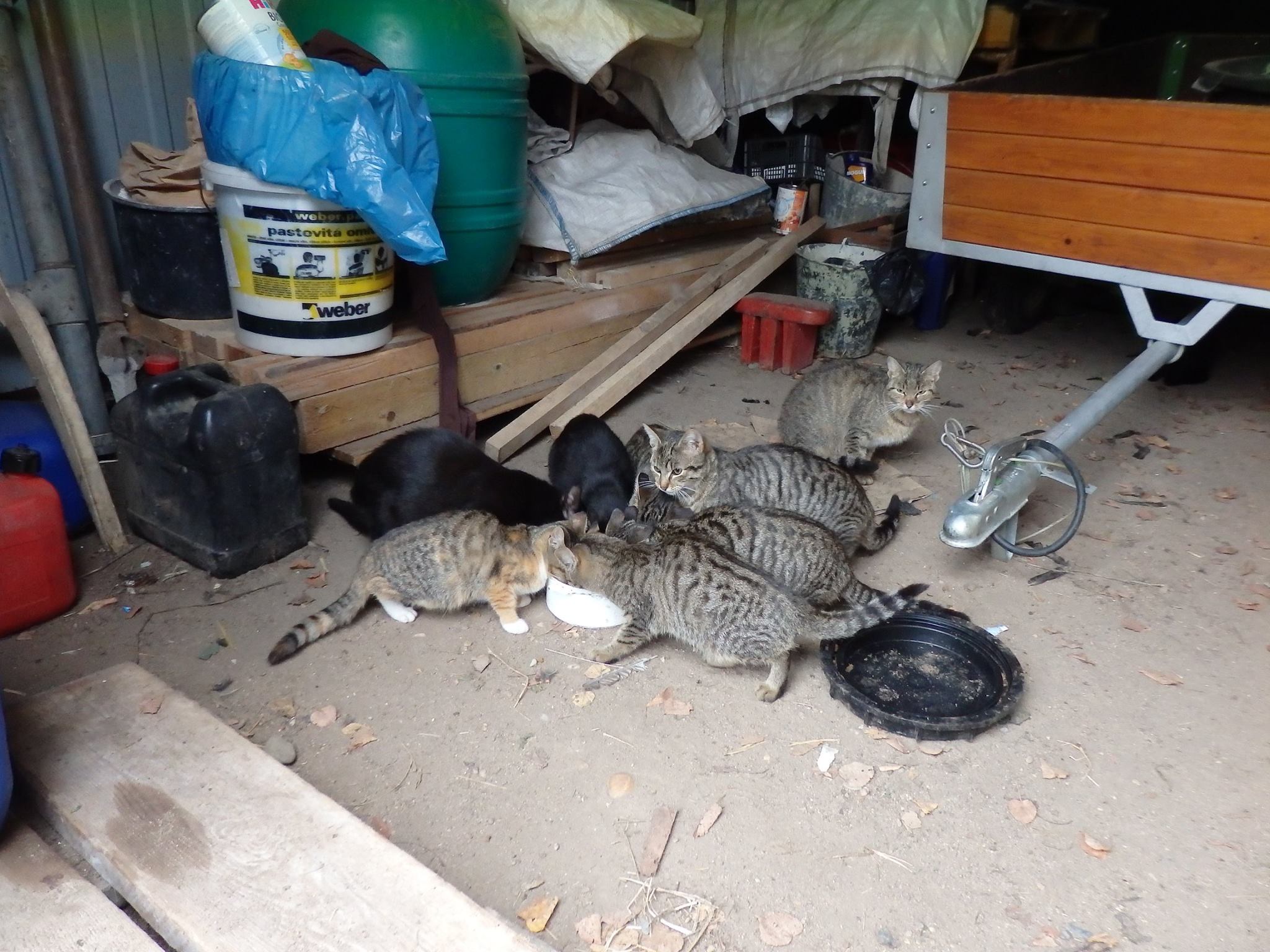 14570608_689568277874445_526470200412654390_o