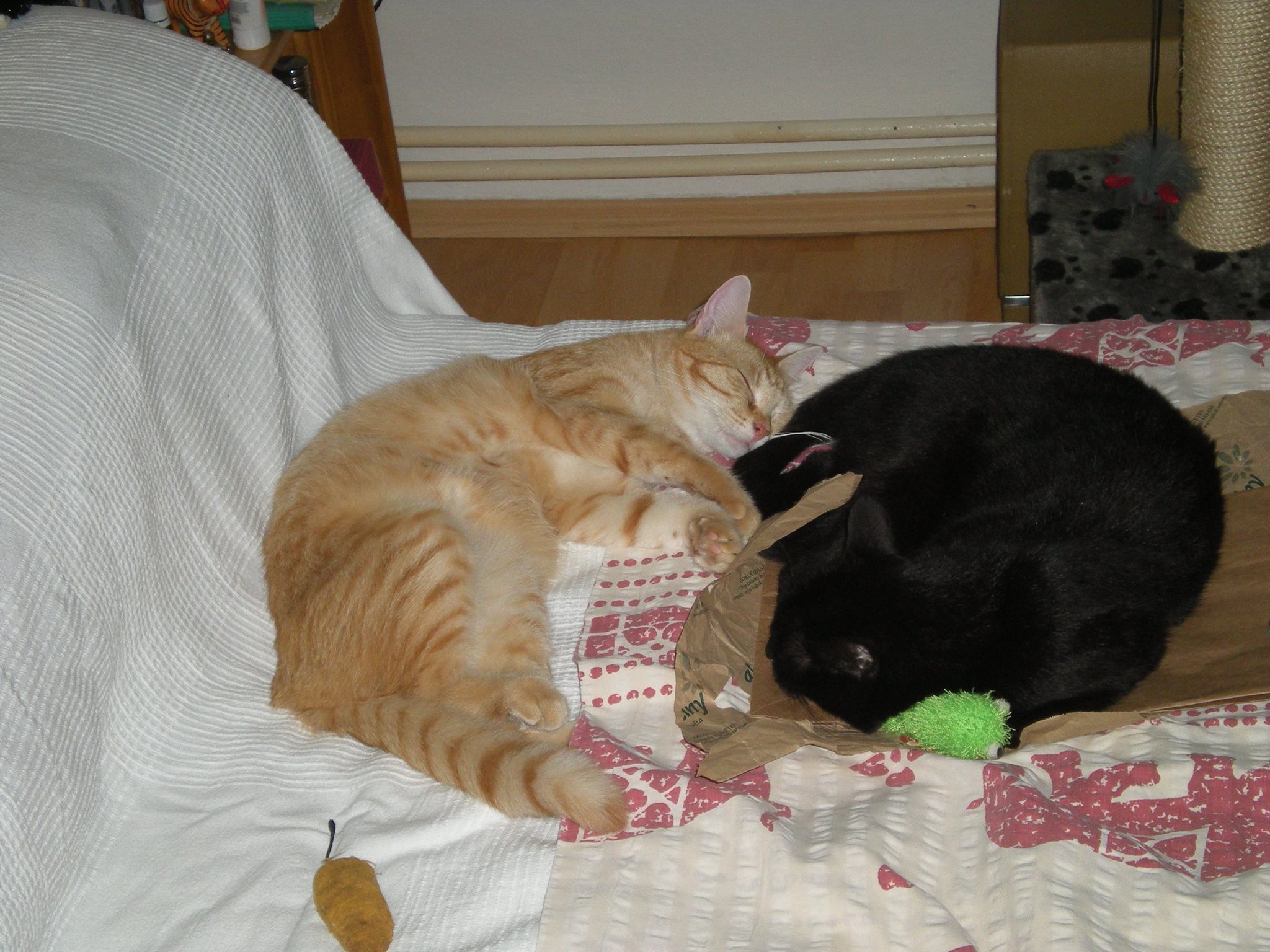 14570737_685440908287182_3396979253781245915_o