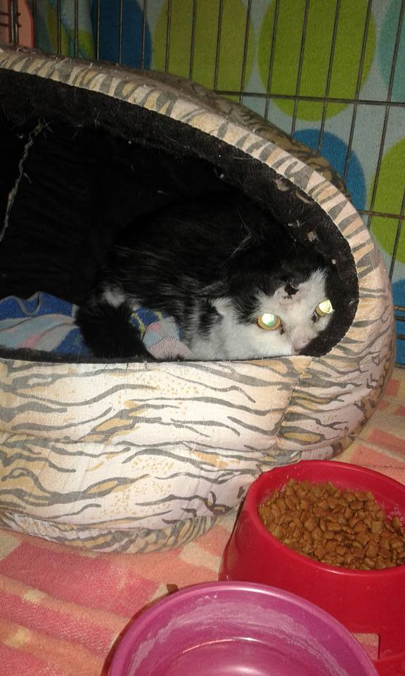 14572290_684727955025144_6945912270390784314_n