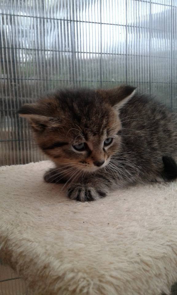 14572380_689446551219951_6846112829086083571_n