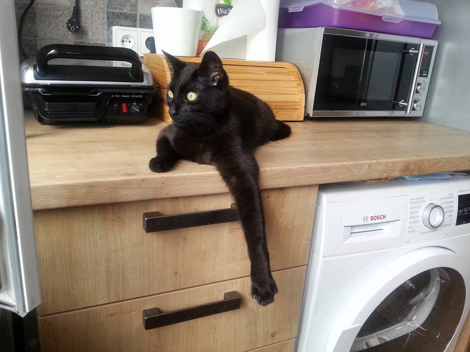 14572393_688084458022827_841348647494942878_n