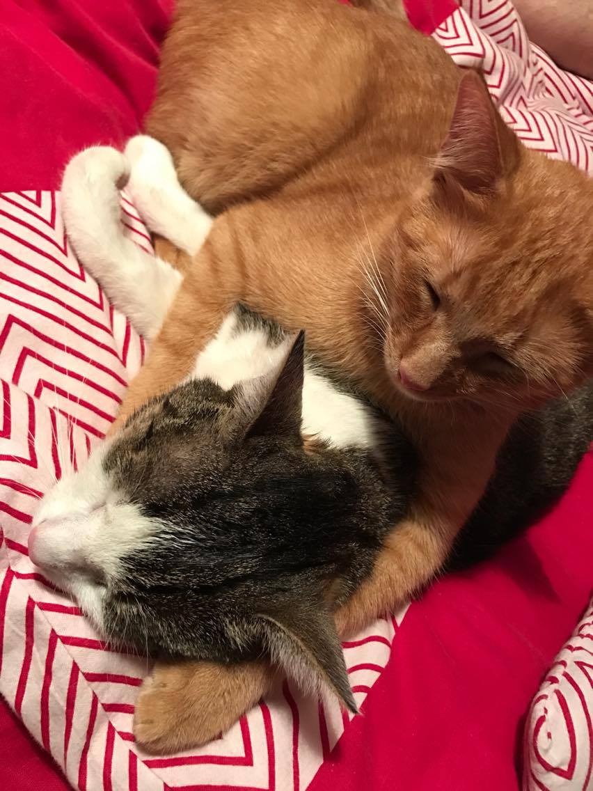 14572643_10211047588809516_1553963044_o