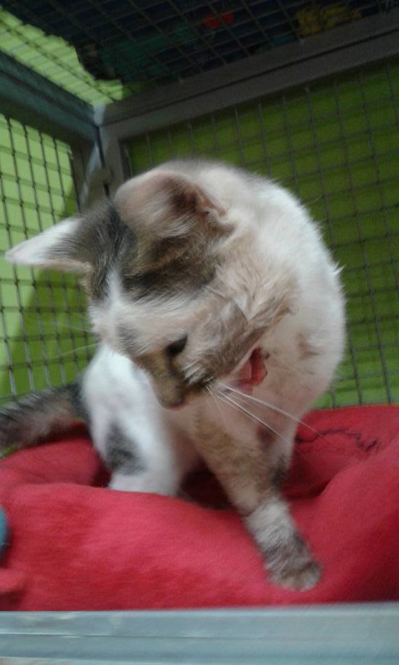 14572936_686768624821077_5570526870714119004_n