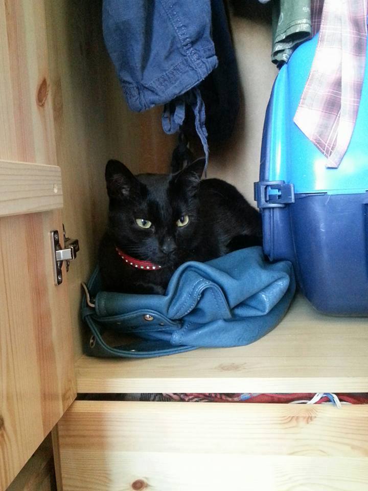 14573003_688084404689499_9223008971491973091_n