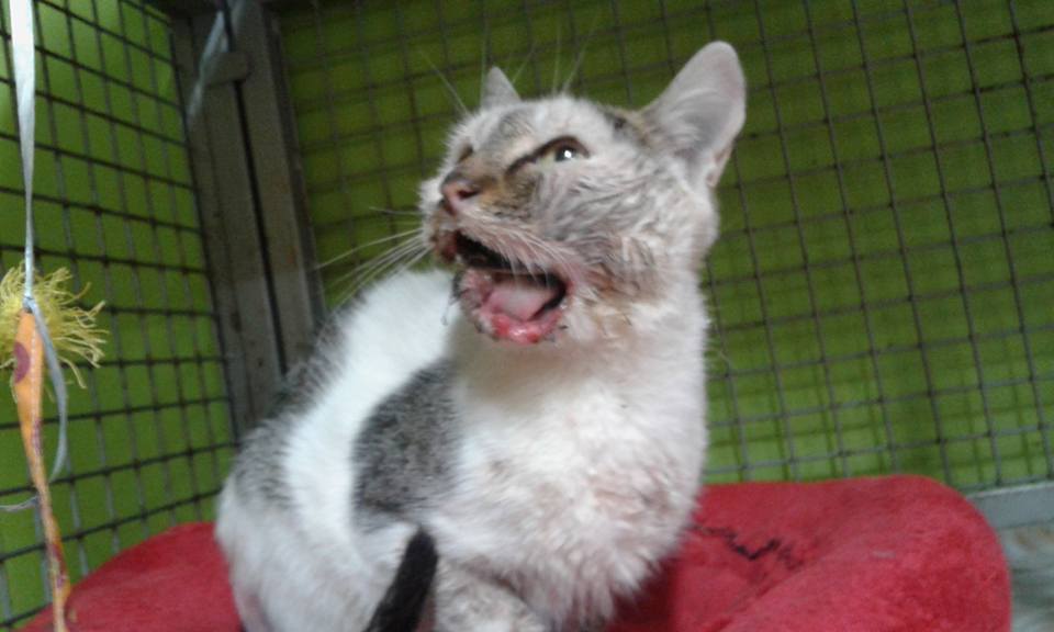 14581560_686768554821084_5709616673384194586_n