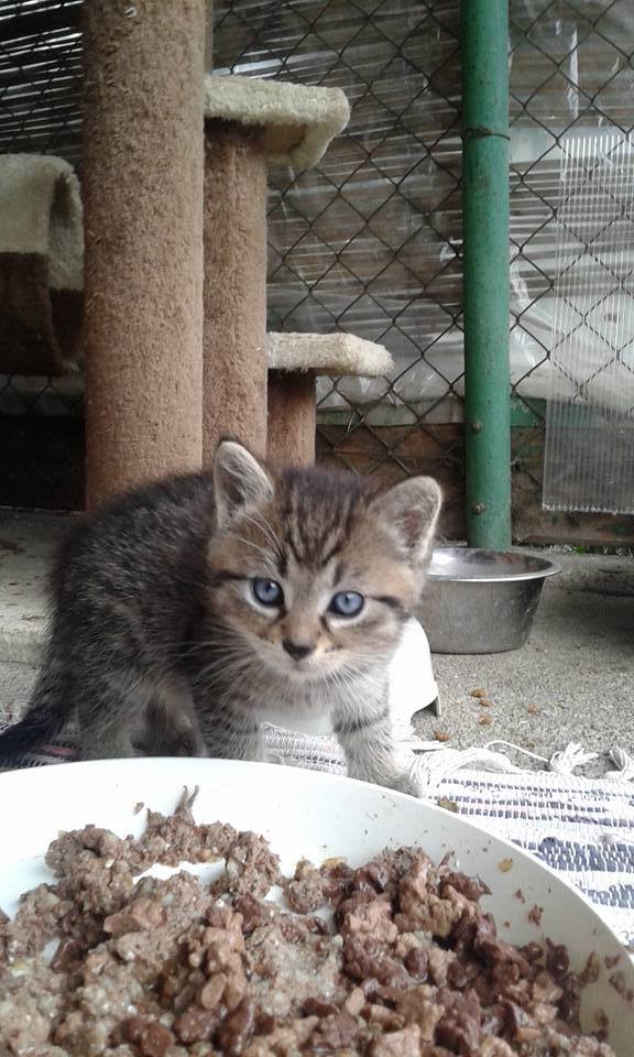 14581572_686748654823074_4169485042940190114_n