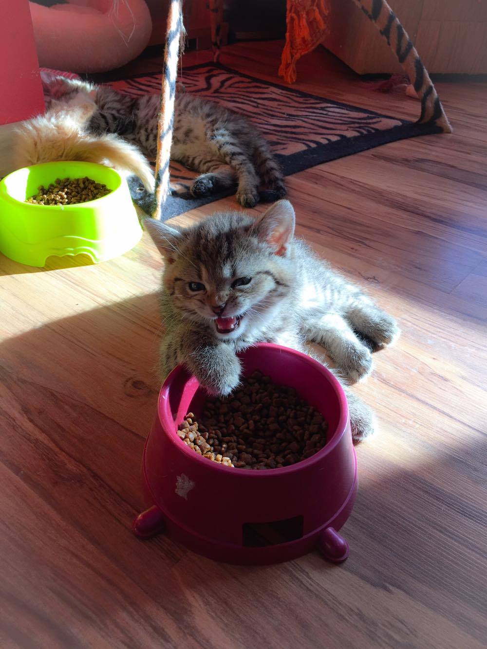 14585640_10205879706512171_1404920392_o