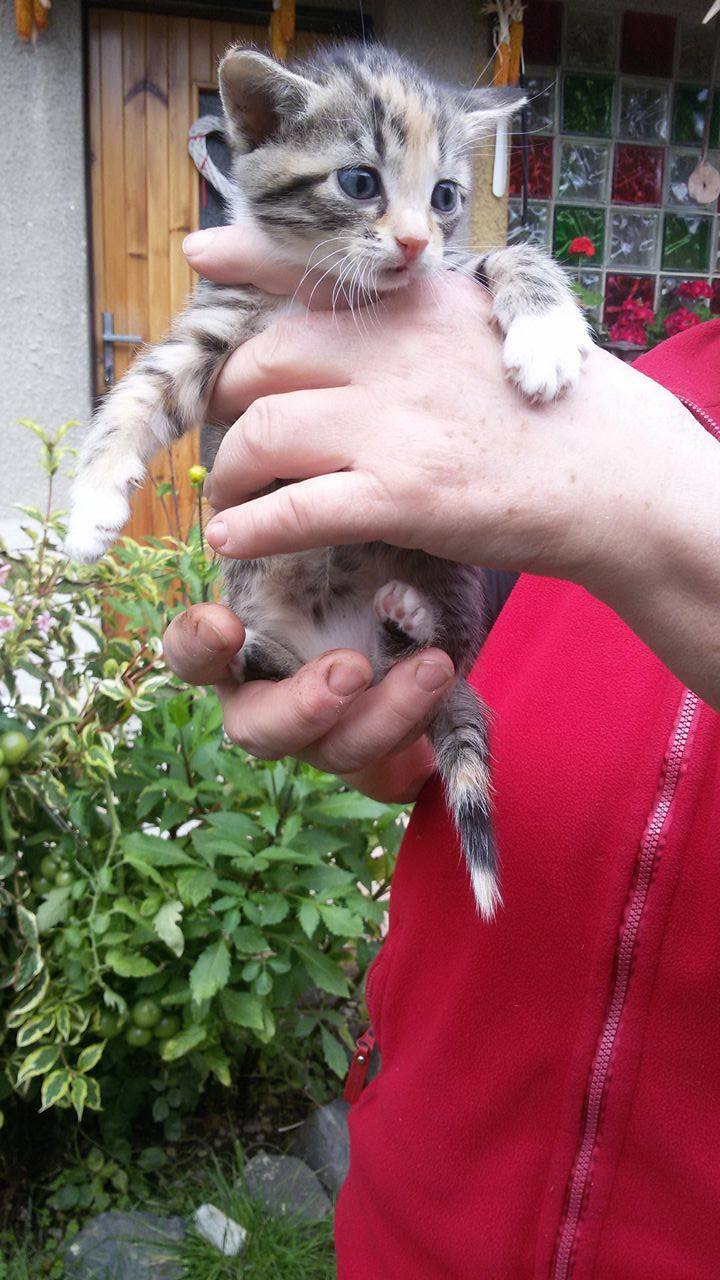 14585877_1437497566265339_539934438_o